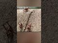 Crickets in Nevada this is Insane !!