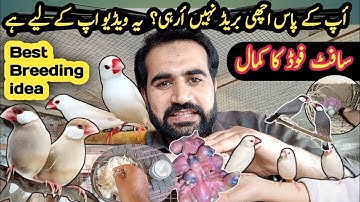 Java finch successful breeding method tips | Java Best Breeding Tips | Java | Business Idea