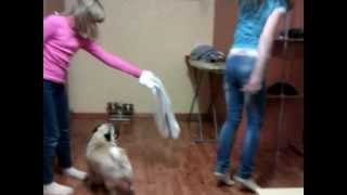 pug dancing