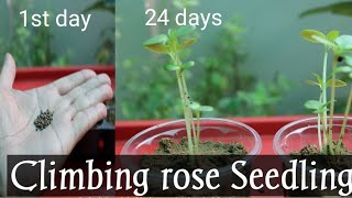 How To Grow Climbing Rose From Seed With Update Winter Seedling