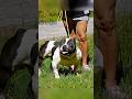 NATIONAL WINNER BULKY BUILTS ROCKY… Olde English Bulldogge
