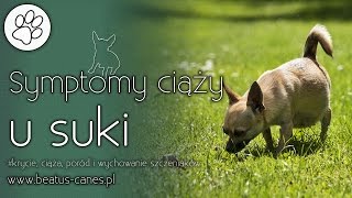 Symptomy ciąży u suki