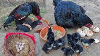 12 Chicks Hatched From 9 Eggs 🙉 | Hen Hatching Eggs 26 Days🥺 | 12 Hen Baby Coming Out | Chick Growth