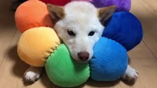 去勢手術後の疲れをマッサージで癒される柴犬ノン