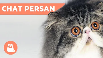 Ou adopter un chat persan ?