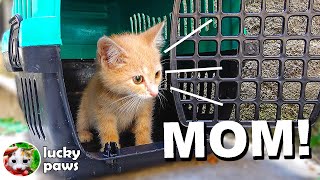Poor kitten was struggling for her life in her last moments on a cold morning! | Lucky Paws