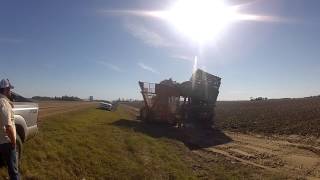 Cotton picker unloading, Charles Antici farms 2014