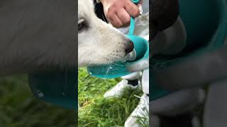 @SkyTheSpitz spitz puppies taking a water break ‍❄ #spitz #puppyvideos #puppies #puppylife #asmr