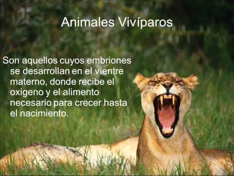 Vivíparos y Ovíparos - YouTube