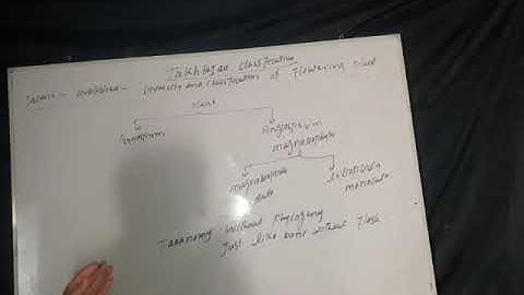 Takhtajan classification