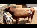 Strong  Village Bull Part No 21 || Village Animals ||