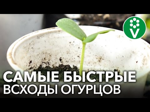 ОГУРЦЫ ВЗОЙДУТ НА ТРЕТИЙ ДЕНЬ! Все что нужно знать о выращивании рассады огурцов