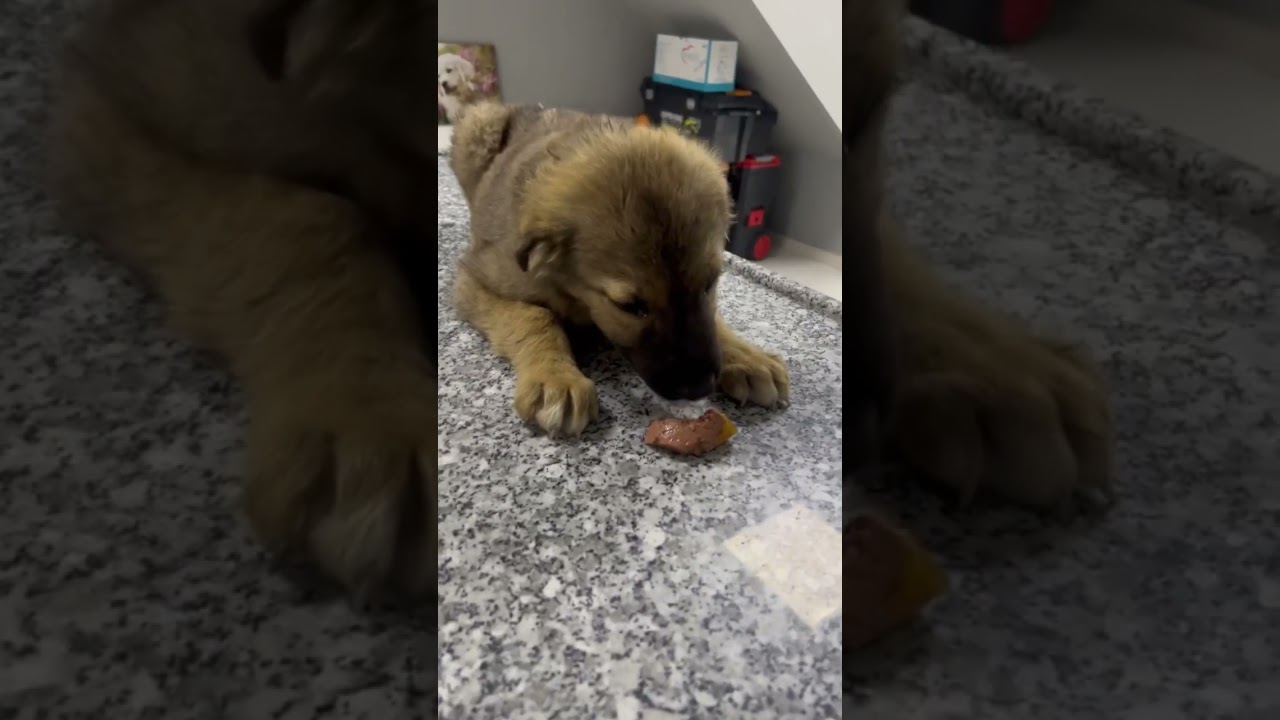 Yol Kenarındaki Yavrular 