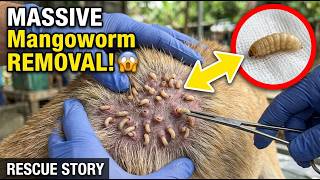 Mangoworm Removal Compilation Rescue Dog Mangoworms Vet Mangoworm Treatment P20