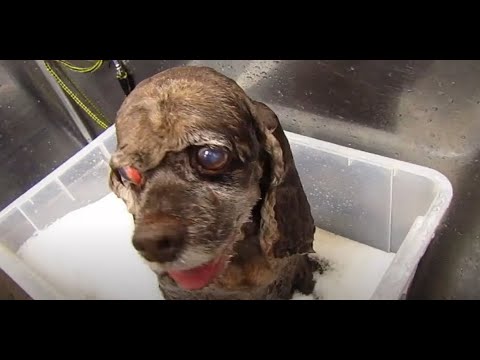 アメリカンコッカースパニエルのカット|八尾市のペットサロンデューク