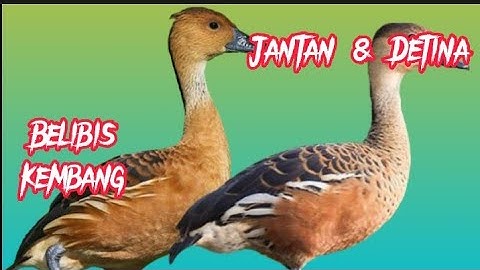 🔴suara pikat burung belibis terbaru [] pemikat ampuh untuk panggil burung liar auto datang...!!!
