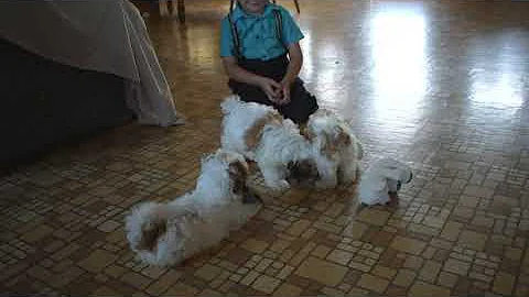 Maltese Puppies For Sale Ruth Stoltzfus