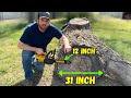 Tiny dewalt chainsaw vs huge log