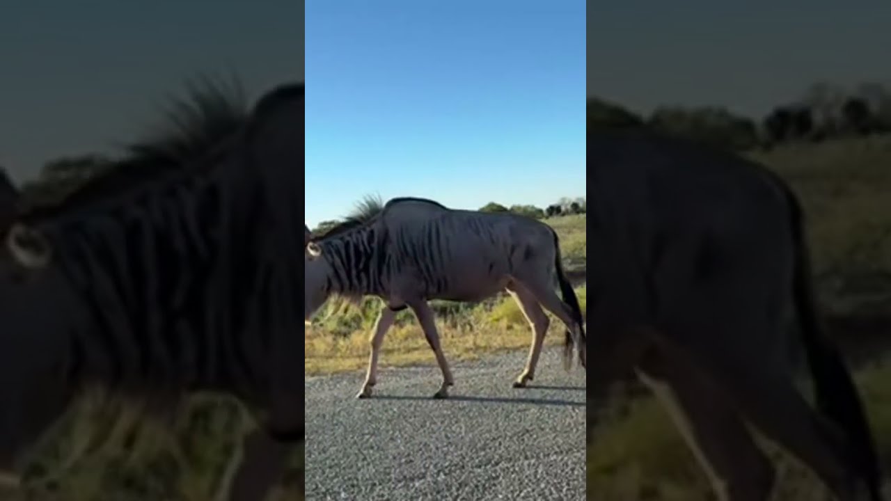 Free roaming wild animals and birds no cage close encounter USA 2025 Did we get attacked?