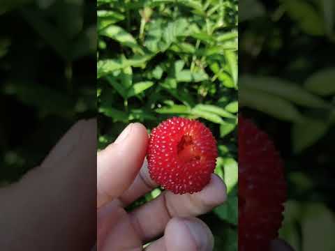 Малина Земляничная Купить Саженцы В Москве