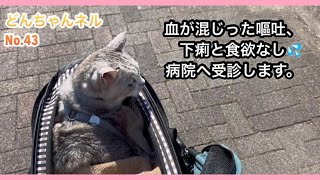 食べれなくなり、血混じりの嘔吐、下痢で受診します。#猫腎臓病#高齢猫#cat