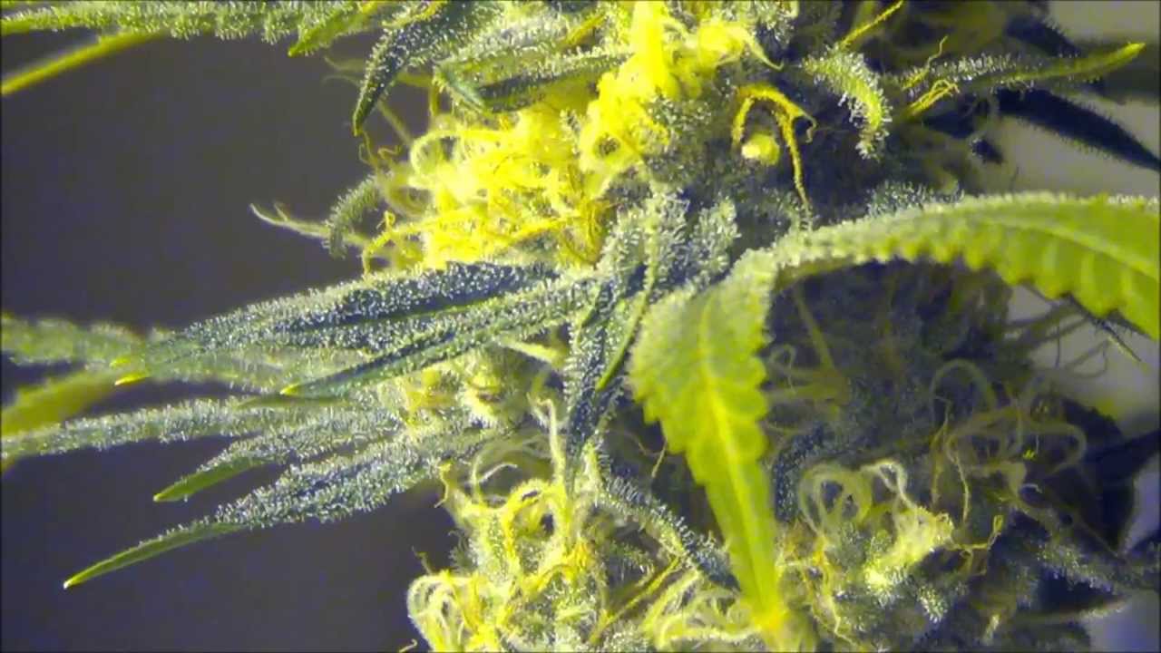 Frost Frost Frost Nothing but Frost!! Week 5 day 30 Marijuana Grow