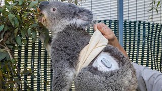 Koala With Type1 Diabetes Gets Help From New Tech at San Diego Zoo