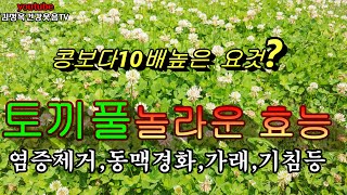 토끼풀의 놀라운 효능을 아시나요?  염증까지,기관지 가래 모두 제거,이소플라본 성분이 콩보다 10배가 더 많이 들어 있어요 어마어마하게 좋은 약초여요