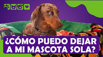 ¿Qué mascotas puede dejar solas?