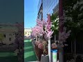 TRAVEL: CHERRY BLOSSOM SEASON IN WASHINGTON D.C. #tree #cherry #blossom  #washington #chinatown