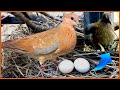 Dovepigeon hatching egg in nest egg hatching