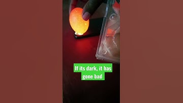 How to know  if your eggs are good or bad. Using your Phones torchlight