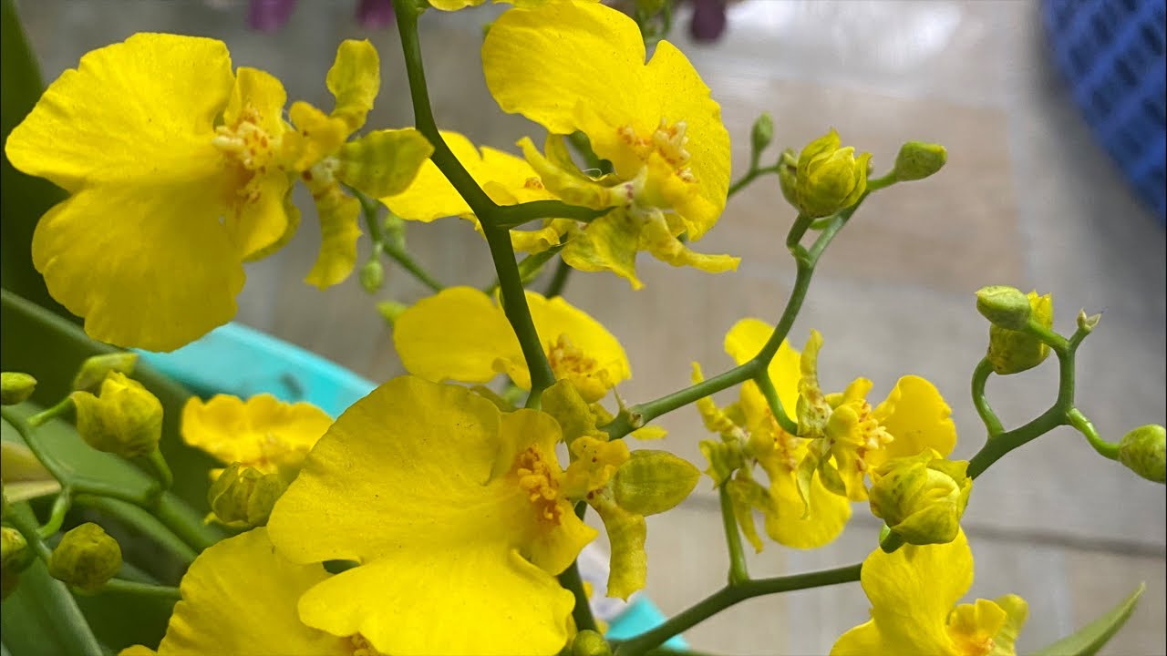 Lô dendro vừa về ạ Hồ ĐIỆP XỊN Ạ☎️☎️0903177978