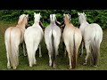 Cutest And funniest horse Videos Compilation cute moment of the horses - Horse world #13