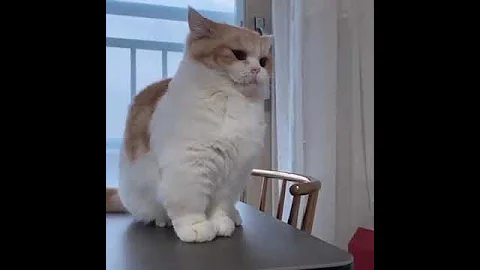 Video 6977651: meowing loudly cats kittens, baby cats kitten meowing, cats kittens meowing cute, funny cats kittens meowing, girl cat kitten, compilation cute funny