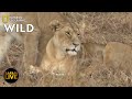 Safari Live - Day 244 | Nat Geo Wild