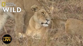 Safari Live - Day 244 | Nat Geo Wild Safari Live - Day 244 | Nat Geo Wild