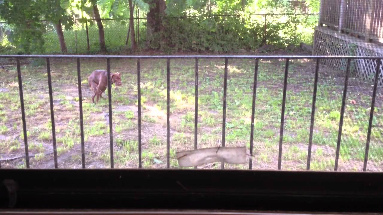 Off-leash Dog Deficating - YouTube