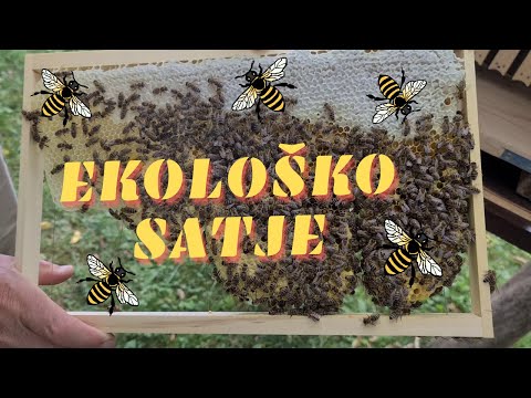 Video: Kako čebele Izdelujejo Vosek