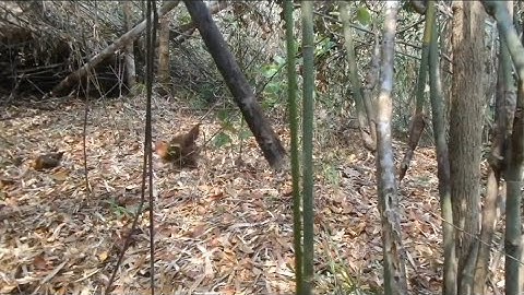 dib qaib qus muab poj cuab