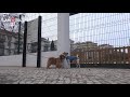 À espera do Parque Canino