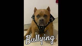 Perro Americam Bullying bullying perros  gatosyperros mastintivetano perrolobo akitaamerica