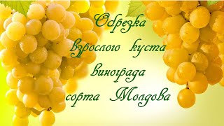 Обрезка взрослого куста винограда сорта Молдова