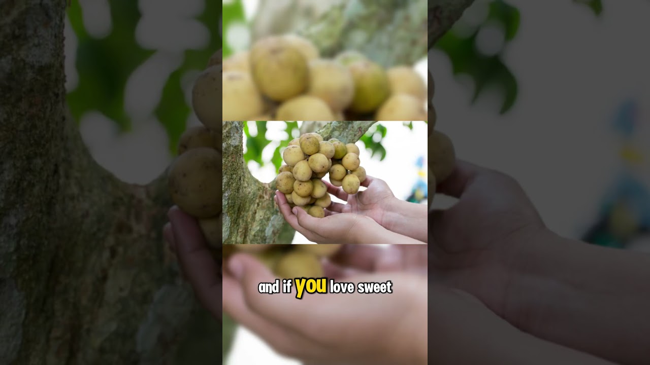 Fun Facts about Camiguin Island