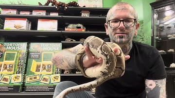 New Ball Python Rescue- The Spider Morph- (Warning, Hard to Watch)