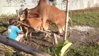 The Best Cow Meeting Bangladesh Farmar Resimi