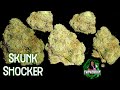 Skunk shocker  natural state medicals  arkansas medical marijuana reviewthe420guy