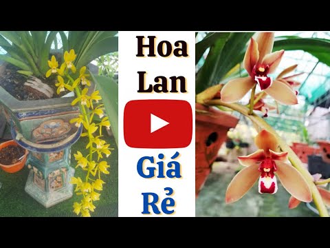 Xu Thế Lan Kiếm 2022 | Đức Hoa Lan