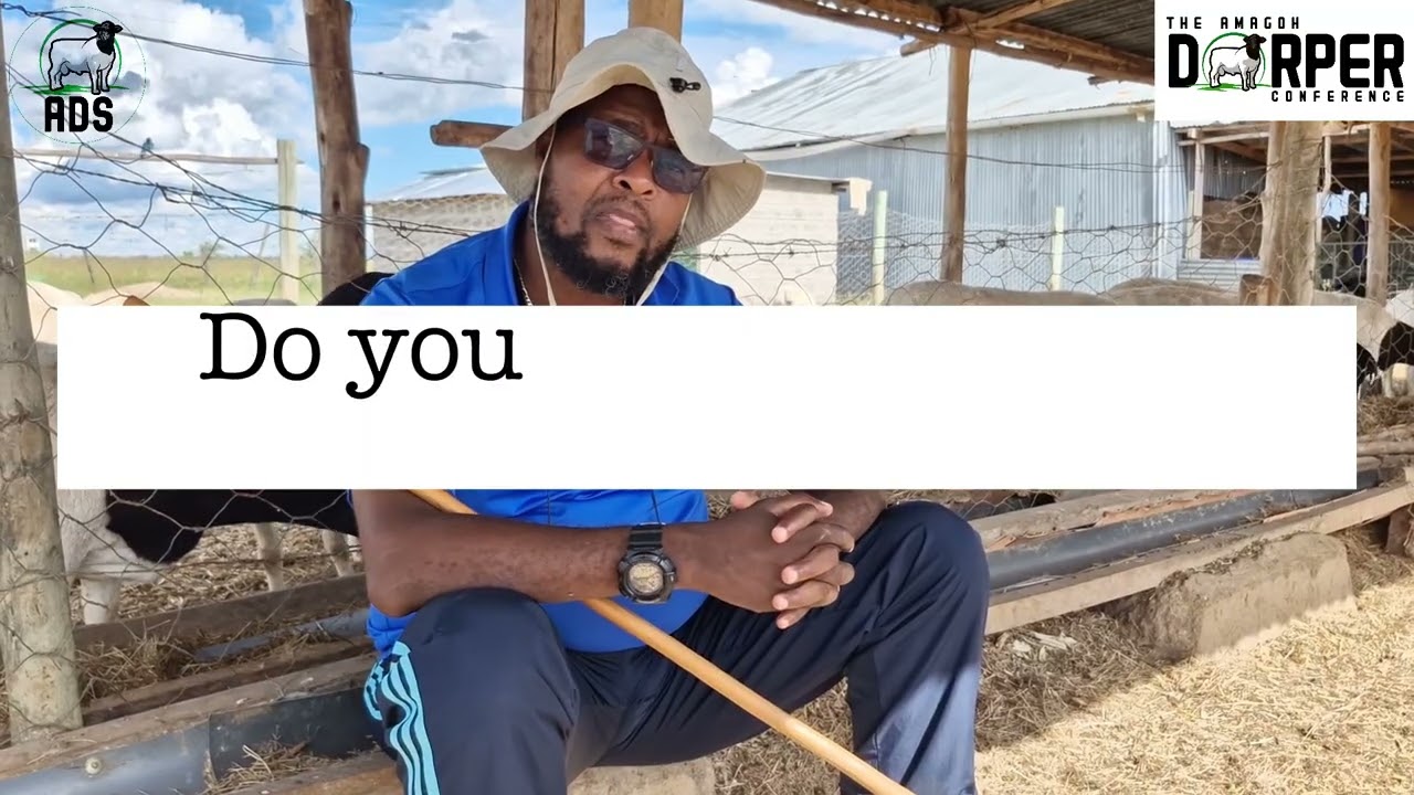 Quick fire session with a Dorper Sheep farmer