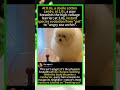 ⚡ Static Shock Dog: From Cotton Candy to Angry Sea Urchin! #FunnyDog #StaticHair